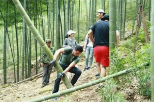 你不知道的竹纤维的发展史