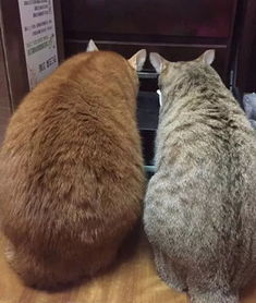 福懋动物医院 网友领养了一只小猫,让它陪家里的橘猫长大,果然没令人失望