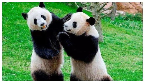 呆萌的大熊猫有多可爱啊