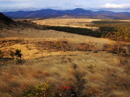 非洲野丫头 行走在金色荒蛮的非洲大地 