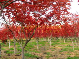 日本红枫小苗主产地,日本红枫和中国红枫的区别