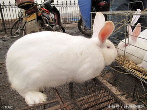 肉兔要怎么养 肉兔的饲养管理技术 肉兔品种 