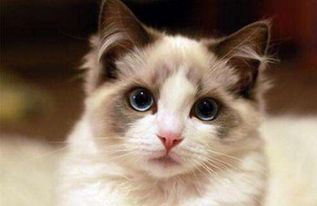 布偶猫多少钱一只,一般价格会集中5000元以上