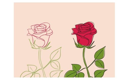 百合康乃馨玫瑰代表什么？