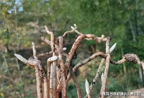 铁兰花用什么泥土种植更好