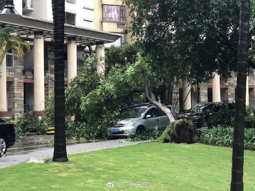  红雨 来袭 广州有小区业主凌晨两点被叫挪车(沙埔免费停车场有哪些地方)