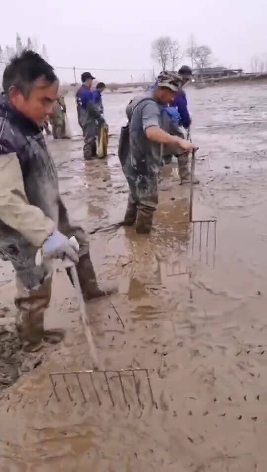 全是抓甲鱼高手,一只也逃不掉 