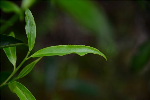 叶形似 竹叶 的单丛茶