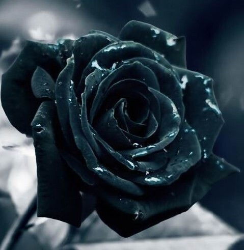 黑玫瑰 深沉的爱