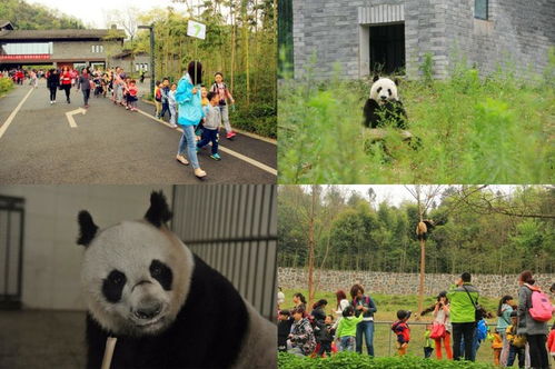 成都熊猫谷好玩吗 熊猫乐园旅游攻略