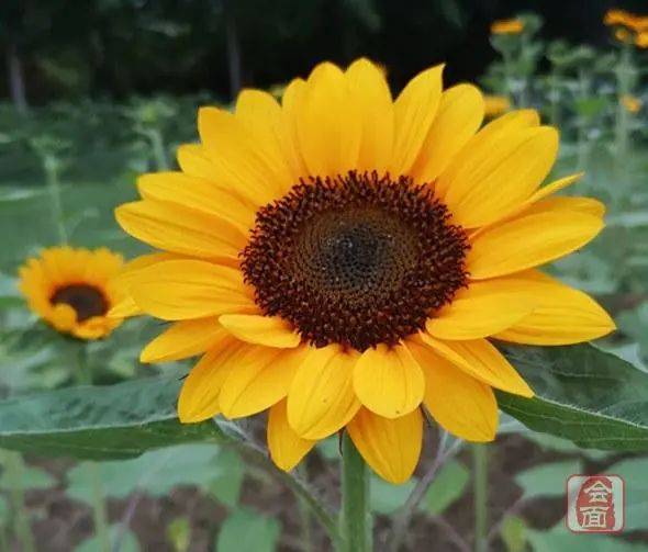 太阳花的植物特点,太阳花的外形特