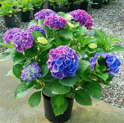 绣球花怎么养护,绣球花是一种美丽的花卉，它的花朵呈球形，由许多小花组成，颜色丰富多彩，有蓝色、紫色、白色等，非常适合作为庭院、公园、街道等场所的绿化植物
