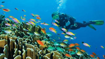 旅游报名,马尔代夫探索之旅——与海洋共舞，体验天堂之美
