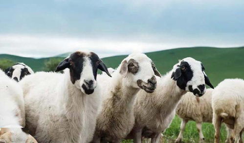 引种是提高养羊效益的常用方法,但这3方面一定要注意