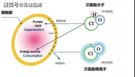 为什么说次氯酸 HClO 的杀菌能力是次氯酸根 ClO 的80 100倍