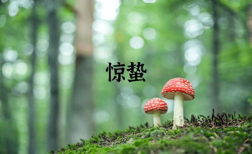 夏至已至,你知道 夏至 的英文怎么说吗