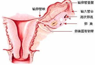 多囊卵巢、闭经、不孕？贡方堂陈顺涛分享一方子调理，让你怀上孩子！