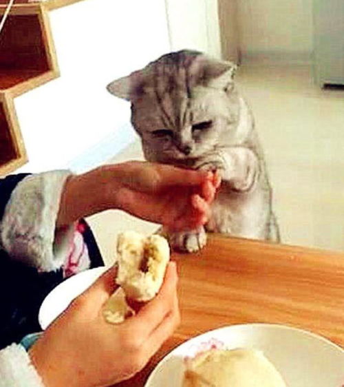 朋友寄养在家里的猫咪太猖狂,自己的早饭不吃,却觊觎别人碗里的