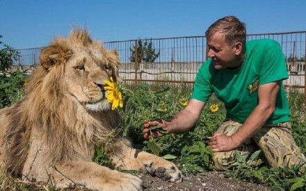 狮子性格温顺如大猫 