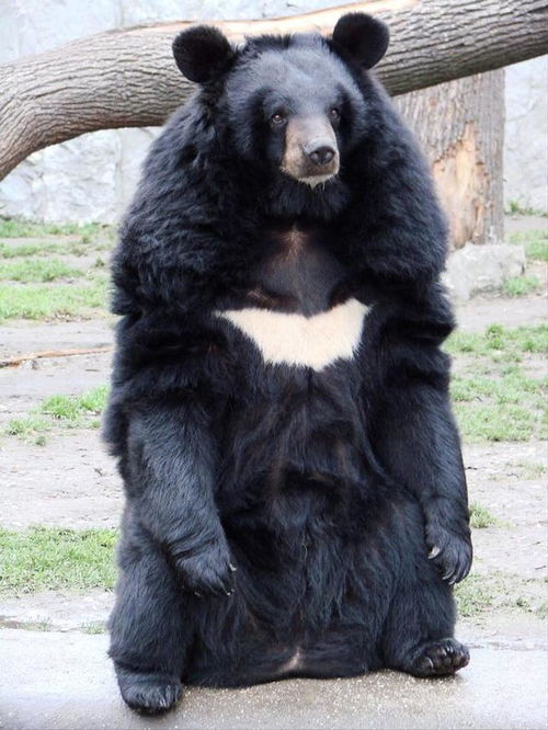 缅甸网红 养熊人 将黑熊当子女,同吃同住,为何突然被熊咬死