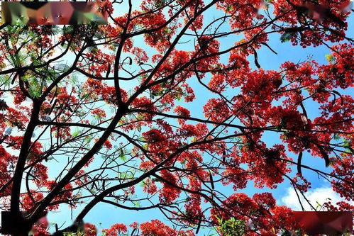 四季红枫树桩：一道靓丽的风景线