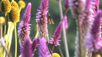 关于蝴蝶采花粉的诗句
