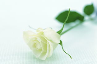 白色玫瑰花语有高贵吗