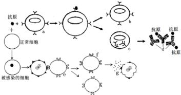 图甲表示草原生态系统的能量流和部分物质流.图乙表示某种群迁入该生态系统一段时间内.种群密度对种群的出生率和死亡率的影响.请回答下列问题 1 由图甲分析可知.无机环境中的物质和能量的主要通过生产者的光 