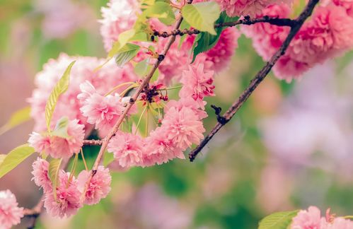 5月上旬,鹊桥再起,情人再归,3大星座桃花运上上签,破镜重圆