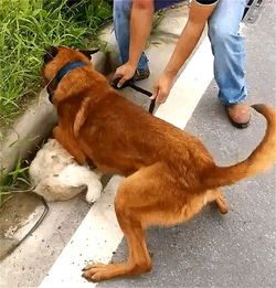 以狗治狗花样新, 流浪狗救助犬 在民间,狗狗又多了一个新职业