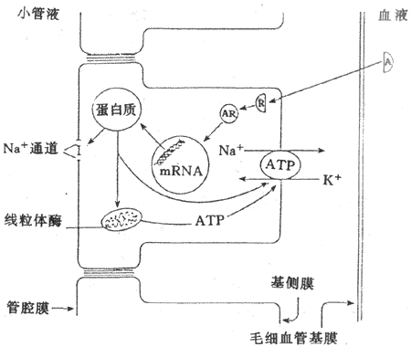 肾素—血管紧张素—醛固酮系统抑制剂的作用机制