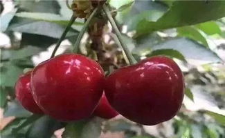 山东大樱桃的主要品种介绍及种植管理技巧