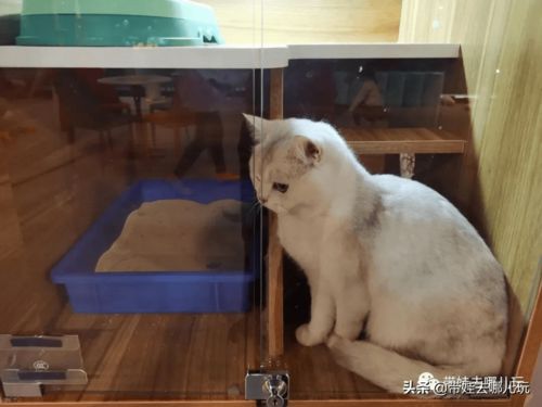 新开的蹦床馆能喂鸟 撸猫 北京人越来越会玩了