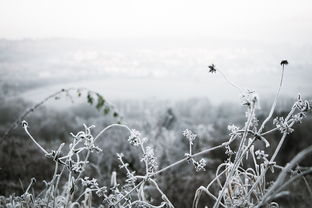 晚来天欲雪，能饮一杯无？晚来什么什么自横的成语