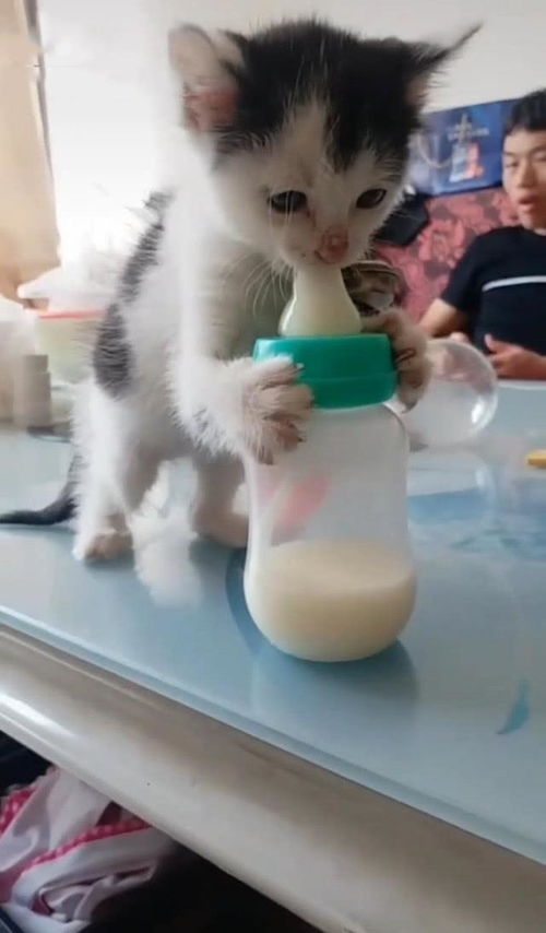 小猫等不及主人喂奶,自己抱着奶瓶喝,网友 猫为了吃什么都干