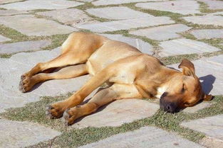 夏季狗狗中暑有什么症状 狗狗中暑了怎么办,该如何急救与预防