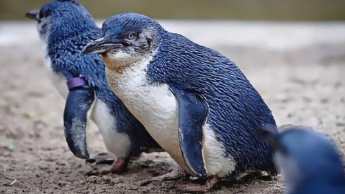 世界上最大的企鹅和最小的企鹅分别是