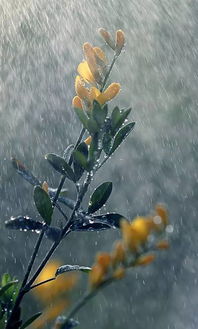 分享 春雨如诗 