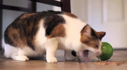 猫咪吃完就吐是什么原因 猫咪呕吐的几大原因,养猫人必须知道