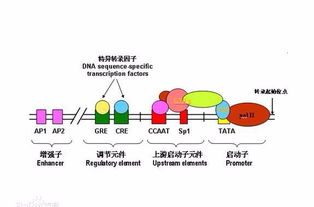  ckbb是什么酶,CKBB的定义 百科