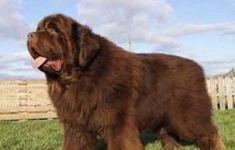 五大超温顺的大型犬,体型和性格的反差萌非常可爱,你会养哪种