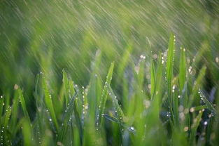 诗书画名家牧歌古诗 春雨 感叹知音有多少 