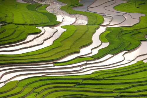 水稻新品种——旱优73直播高产管理技术,亩产达2800斤水稻是什么品种