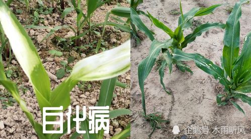 玉米喷洒安乃近可以吗(玉米喷完药就下雨能管用吗)