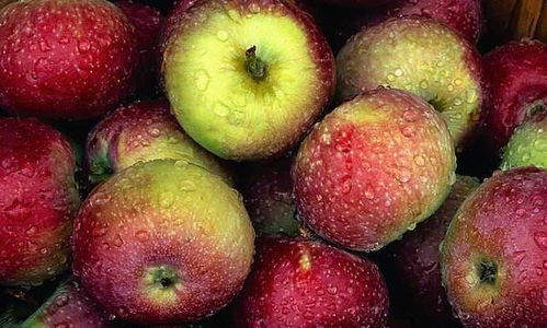 早上吃苹果会积累毒素 养生专家 告诉你2个适合吃苹果的时间点