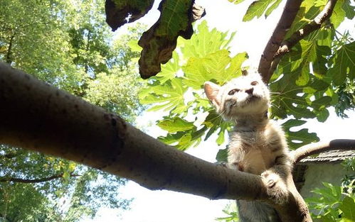 听说过中华田园犬,那听说过中华田园猫吗 你了解这种猫吗 