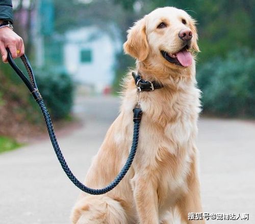 铲屎官注意啦 这些小技巧可以防止狗狗走丢