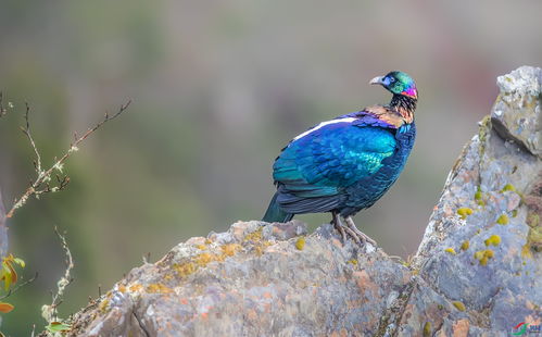 绿尾虹雉国家一级保护动物 贺获鸟类精华 