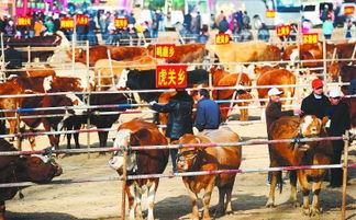 甘肃大型牲畜市场在什么地方