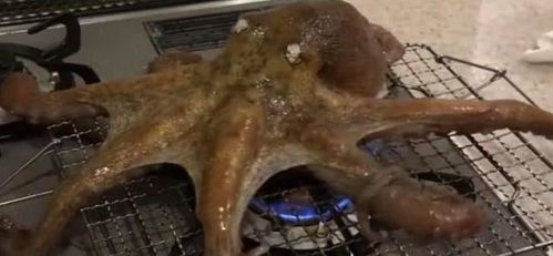朋友将活章鱼放在火上烤着吃,接下来发生的画面让他有点不敢相信